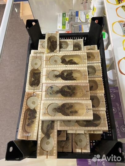 Пчеломатки