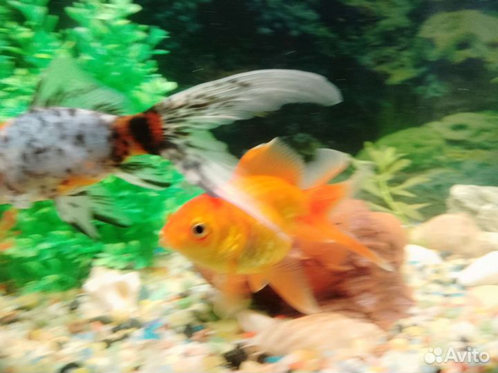 Рыбки обмен