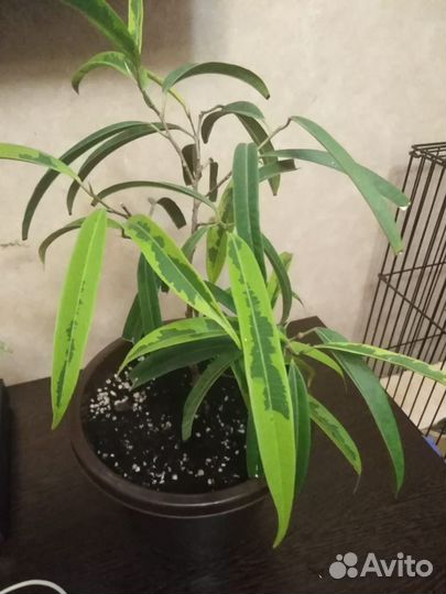 Фикус али грин голд