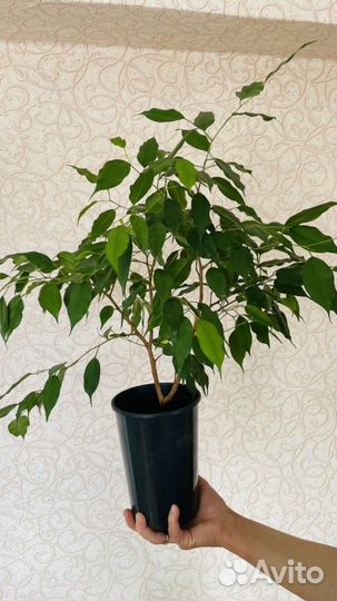 Фикус бенджамина
