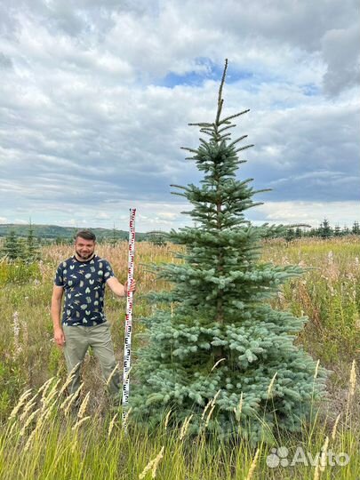 Ель голубая Экстра качества