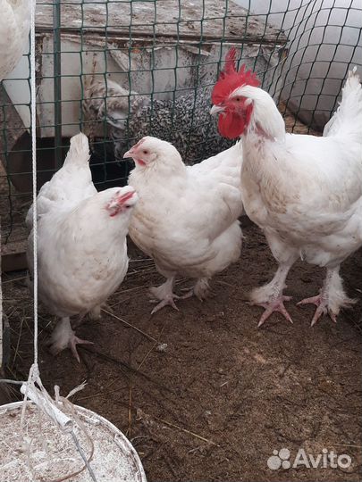 Породистые цыплята