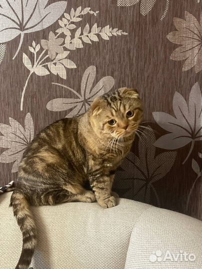 Шотландский кот вязка