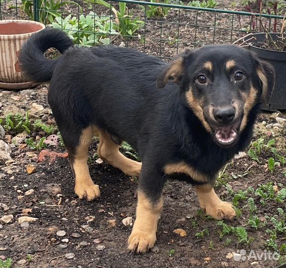 Щенок метис с таксой мальчик 6 мес в дар
