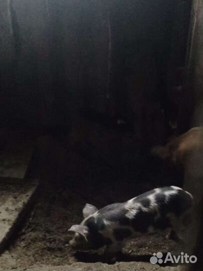 Поросята