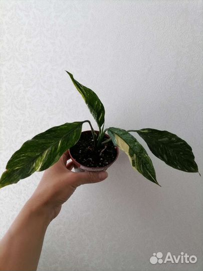 Спатифиллум Джемини(Gemini