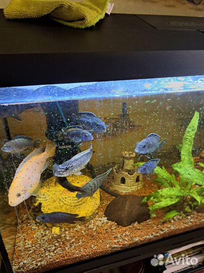 Обмен или продажа цихлид