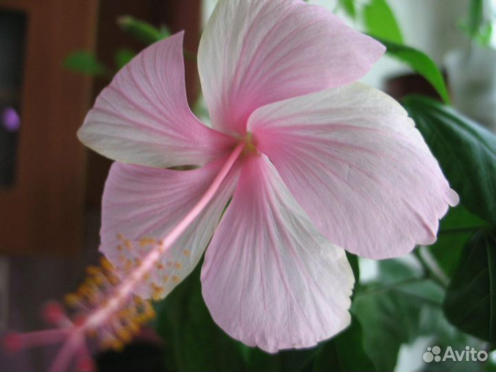 Гибискусы.Китаская роза