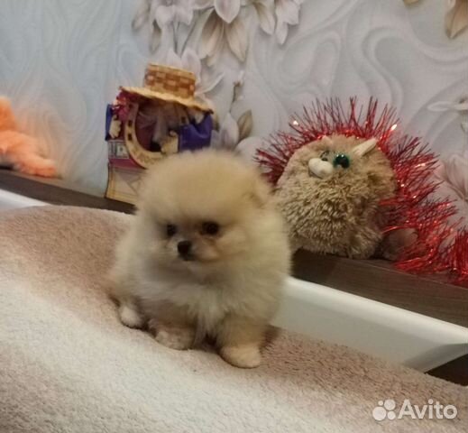 Щенки померанского шпица