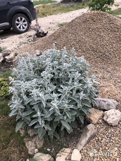 Стахис шерстистый