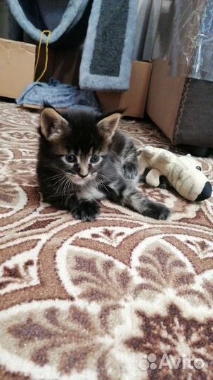 Чистокровные котята Мейн-кунята:)