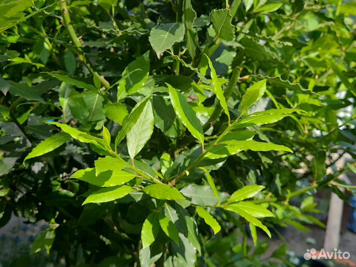 Лавровый лист(лавровишня)