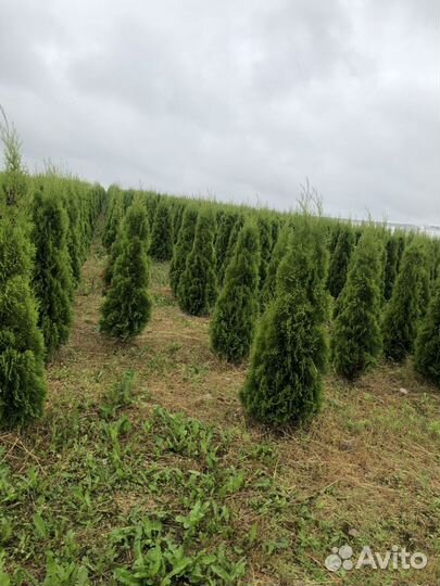 Туя 70-80 см