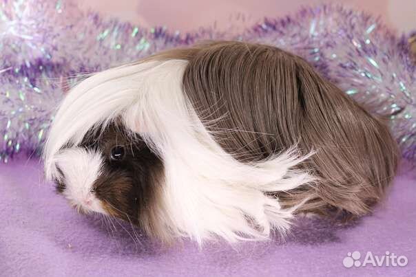 Породистые морские свинки перуанские и тедди