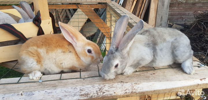 Очаровательные рексы