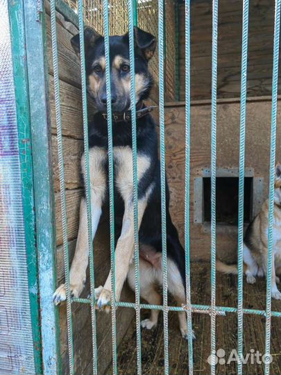 Молодой собачке очень нужна семья