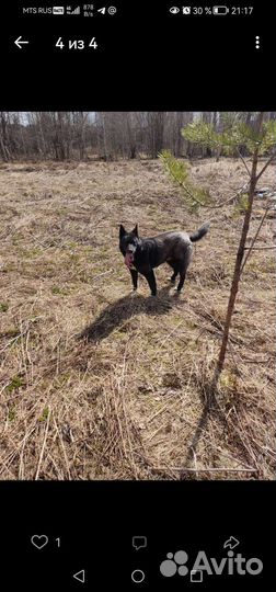 Собаки бесплатно в добрые руки