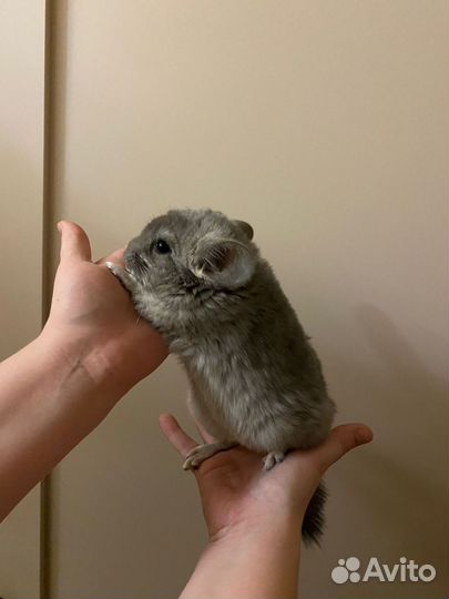 Шиншилла