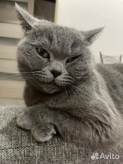 Британская кошечка