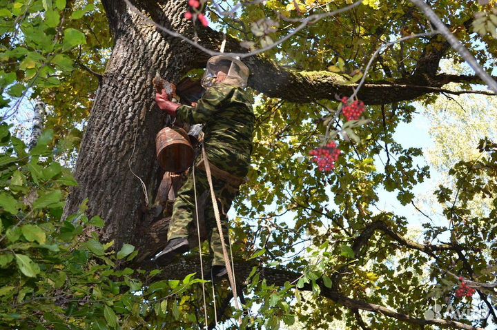 Дикий Бортевой мёд