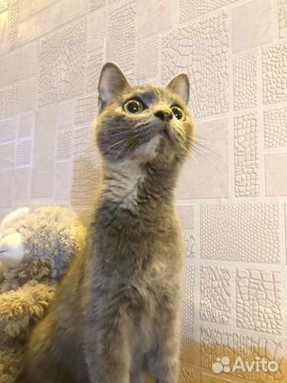 Кошечка в добрые руки