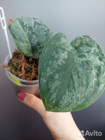 Сциндапсус