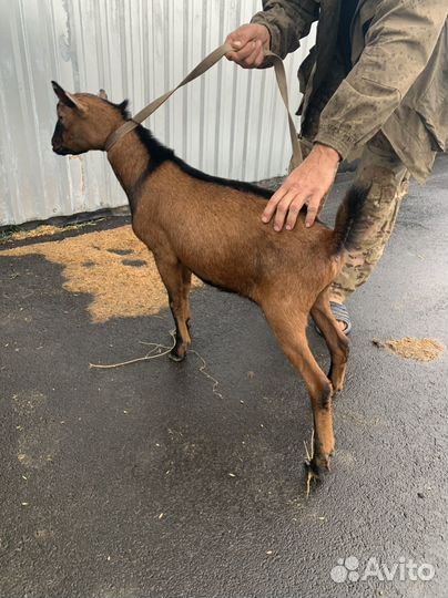 Чешский козел