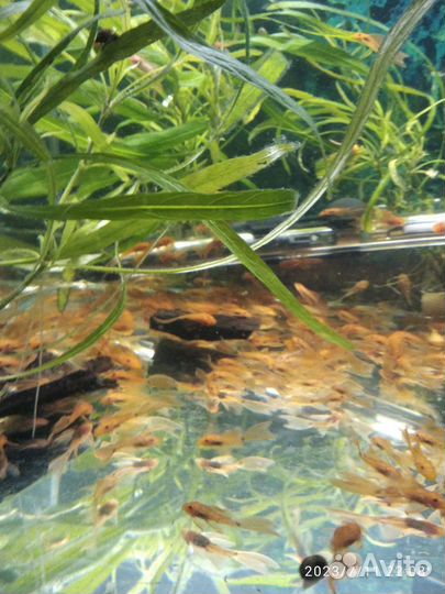 Супер Ред вуалевые анцитрус