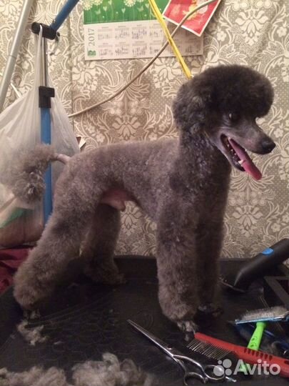 Стрижка пуделя