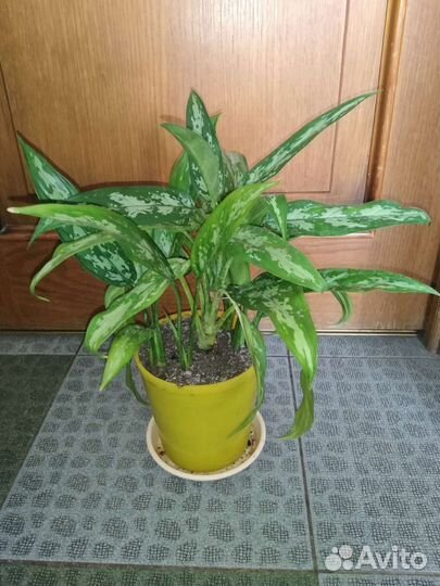 Аглонема на Парковом