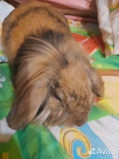 Декоративный кролик бесплатно