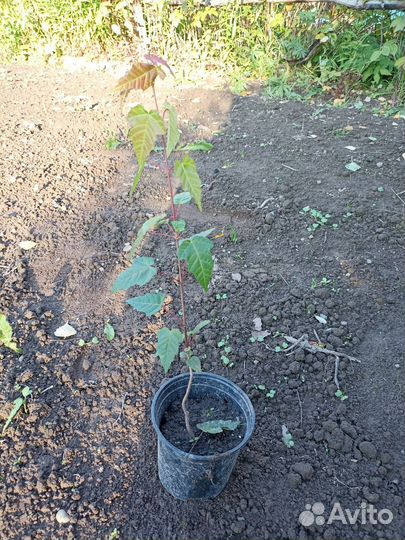 Клен гиннала