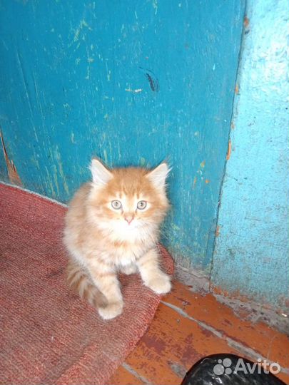 Рыжий котенок