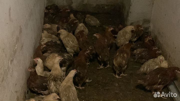 Продаются куры