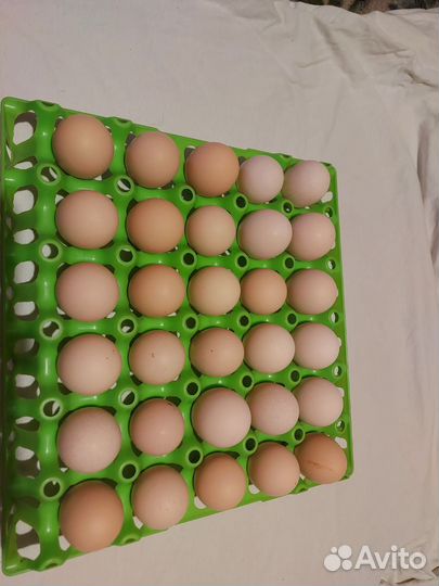 Инкубационное яйцо, цыплята Кучинская юбилейная