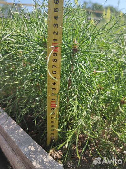 Сеянцы сосны зкс от производителя