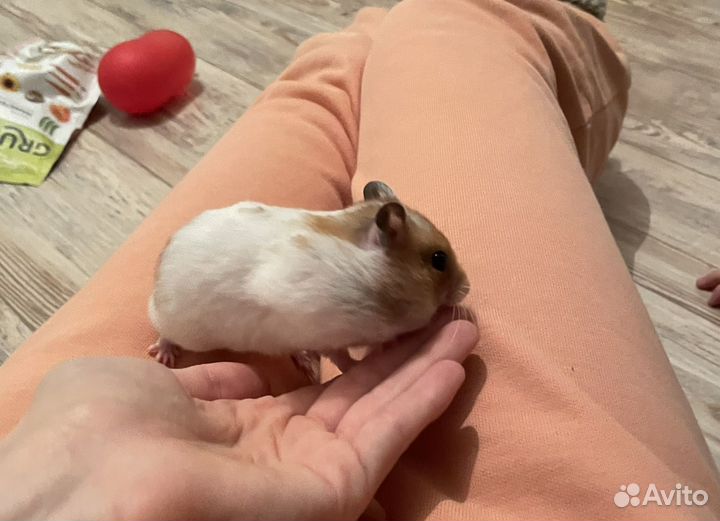 Сирийский хомяк с клеткой