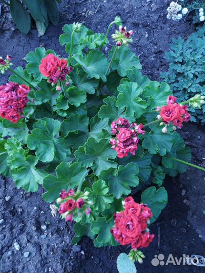 Пеларгония герань