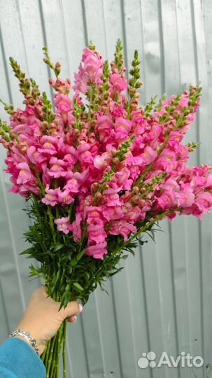 Цветы Антирринум