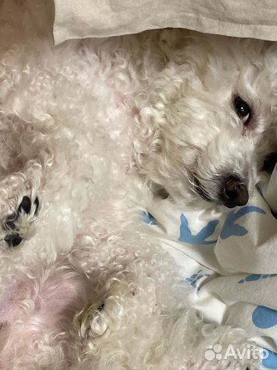 Передержка домашних животных