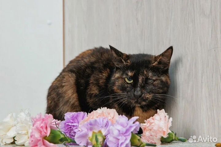 Кошка в дар