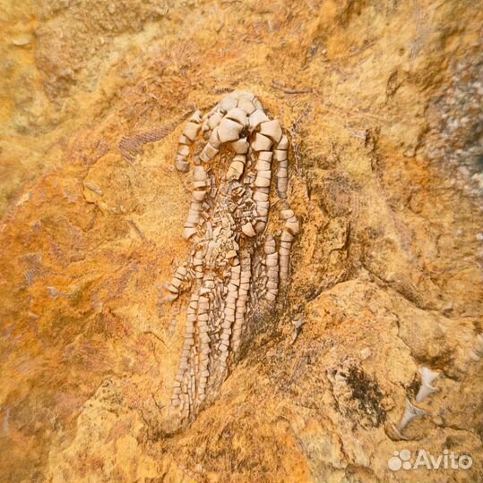 Морская лилия Aphelecrinus и мшанка / Окаменелости