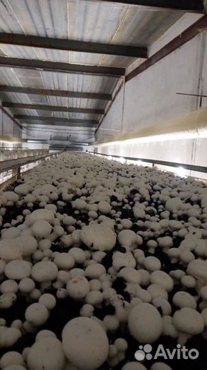 Грибоводство (шампиньоны)