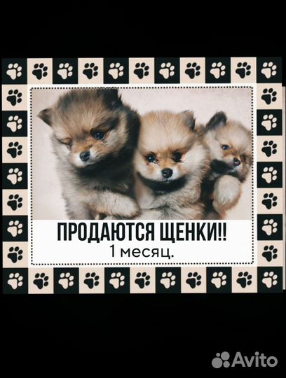 Шпиц немецкий малый
