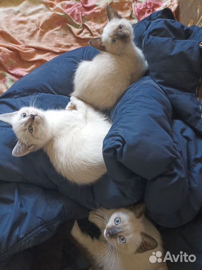 Отдам котят в добрые руки