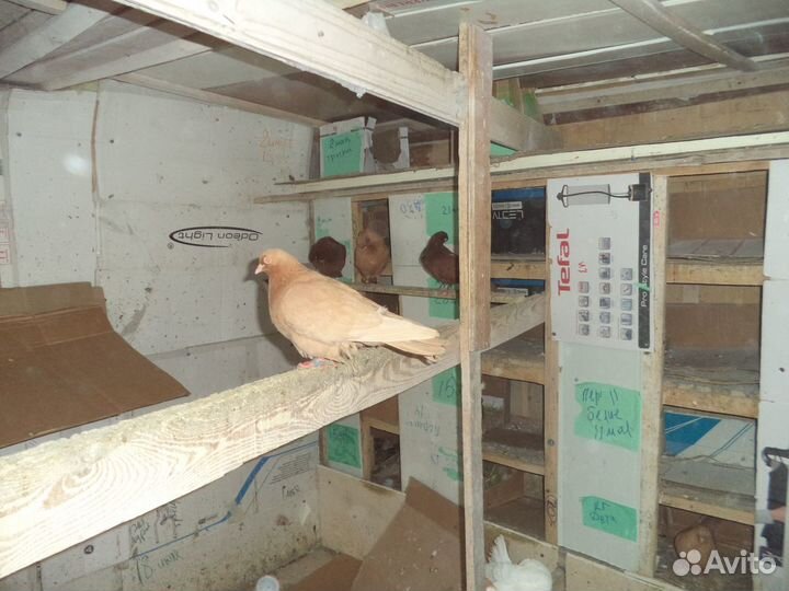 Продажа голубей