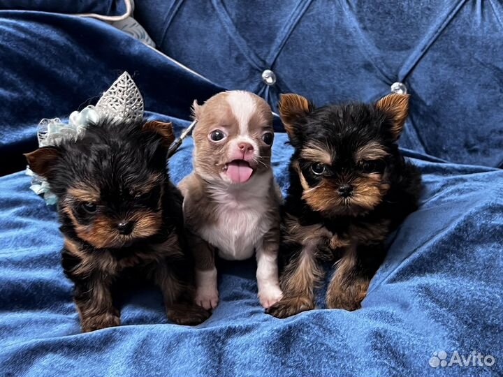 Мини девочки и мальчики