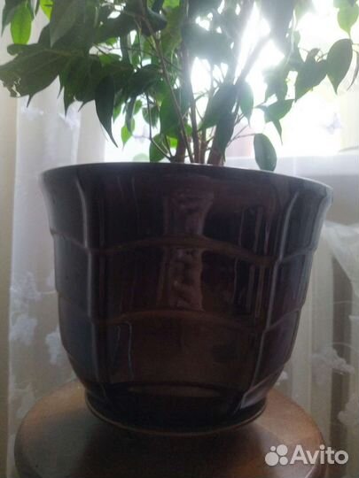 Фикус в горшке