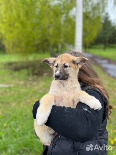 Щенок в добрые руки