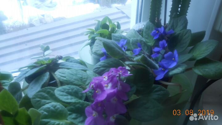 Цветок фиалка